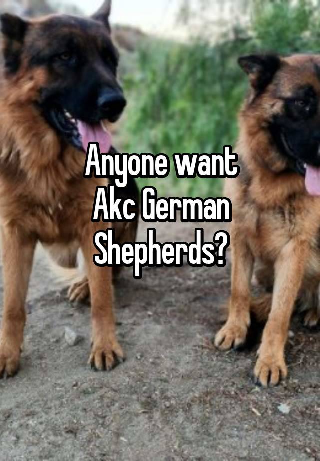 Anyone want
Akc German Shepherds?
