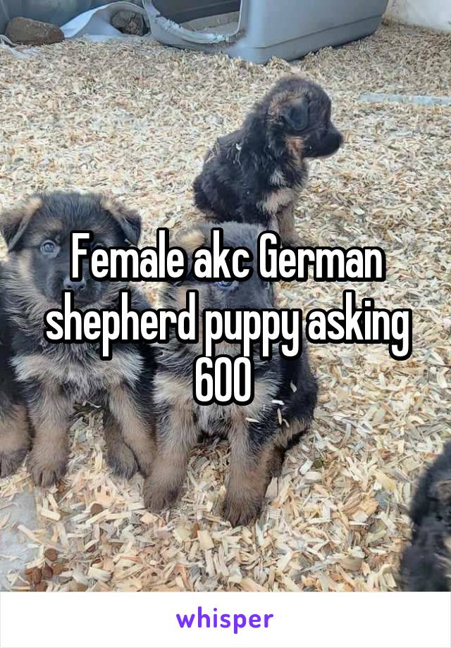 Female akc German shepherd puppy asking 600 