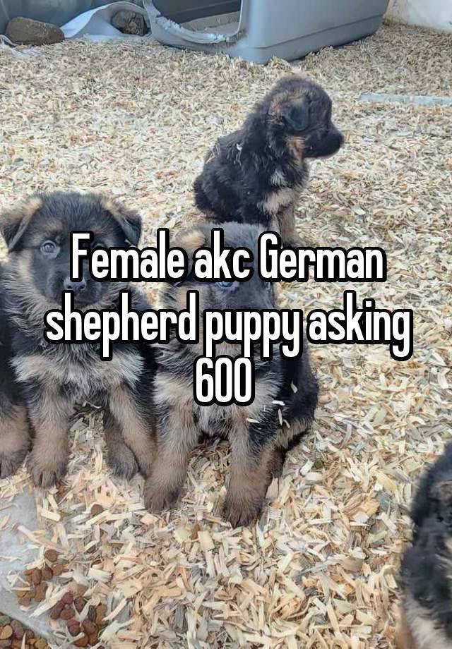 Female akc German shepherd puppy asking 600 