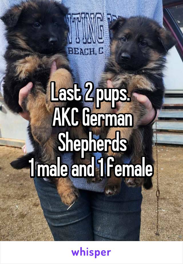 Last 2 pups. 
AKC German Shepherds
1 male and 1 female 