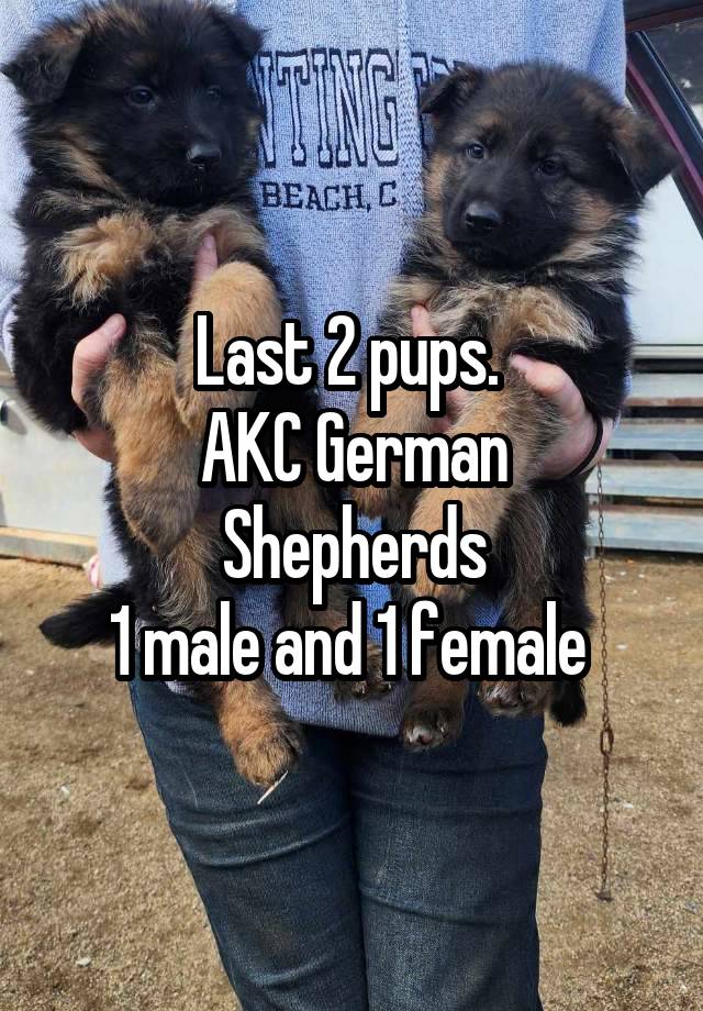 Last 2 pups. 
AKC German Shepherds
1 male and 1 female 