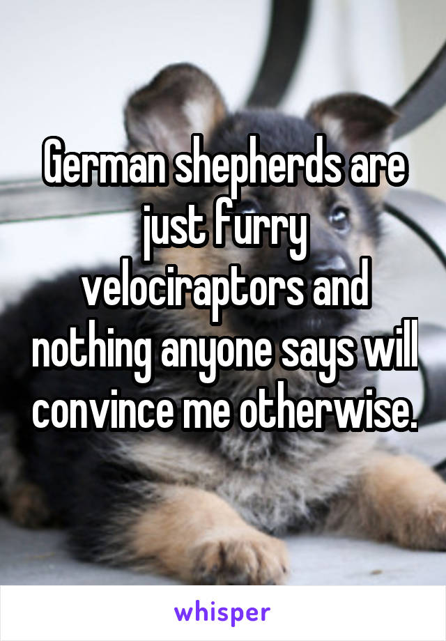 German shepherds are just furry velociraptors and nothing anyone says will convince me otherwise. 