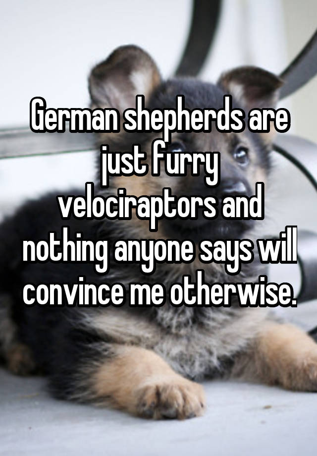 German shepherds are just furry velociraptors and nothing anyone says will convince me otherwise. 