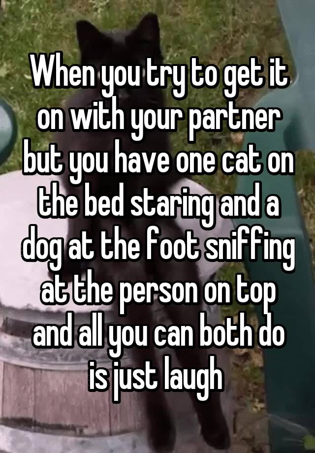 When you try to get it on with your partner but you have one cat on the bed staring and a dog at the foot sniffing at the person on top and all you can both do is just laugh 