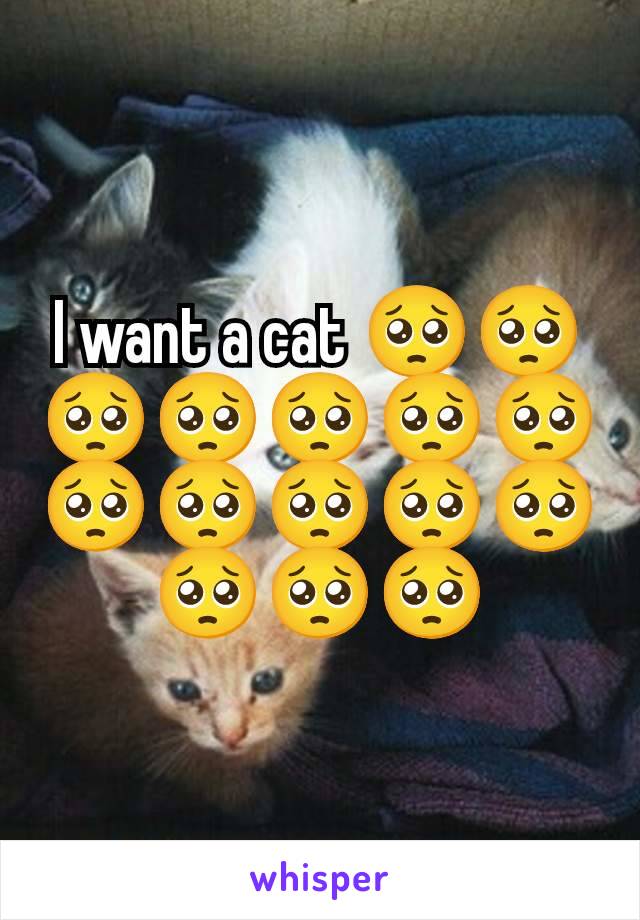 I want a cat 🥺🥺🥺🥺🥺🥺🥺🥺🥺🥺🥺🥺🥺🥺🥺