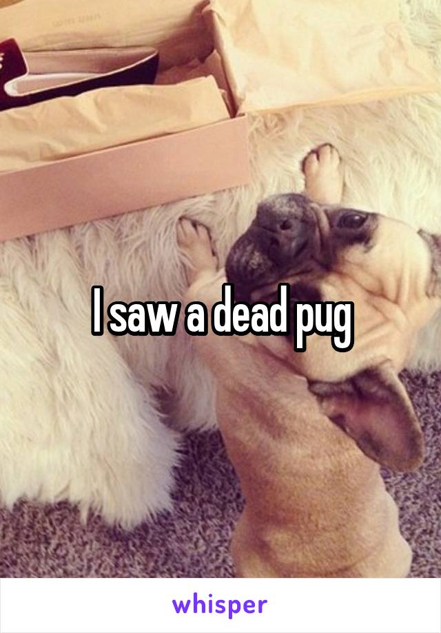 I saw a dead pug