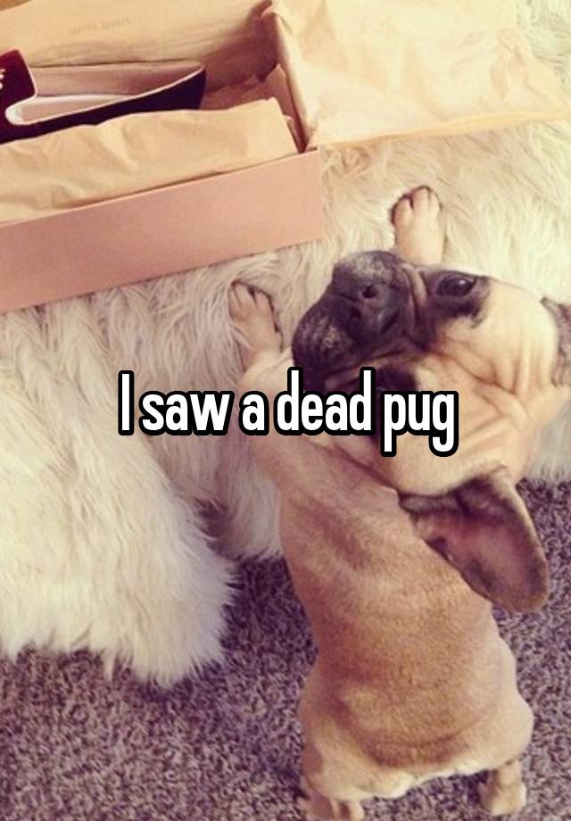 I saw a dead pug