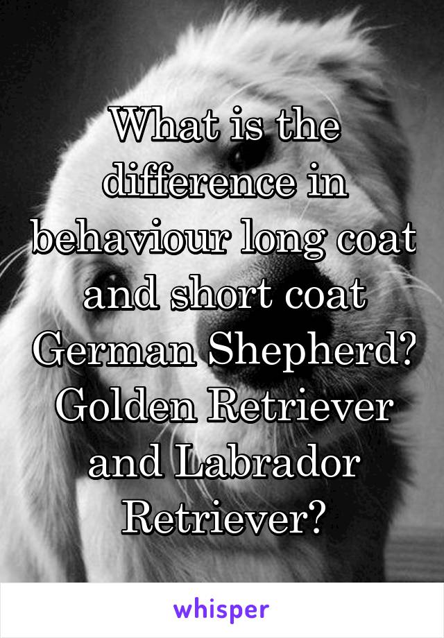 What is the difference in behaviour long coat and short coat German Shepherd? Golden Retriever and Labrador Retriever?