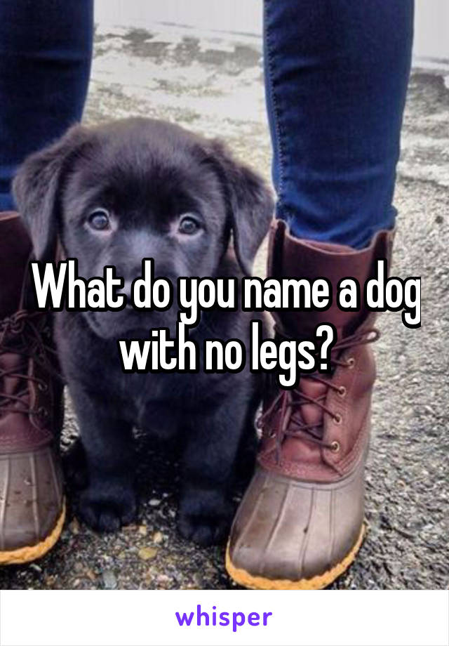 What do you name a dog with no legs?