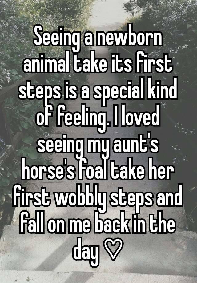 Seeing a newborn animal take its first steps is a special kind of feeling. I loved seeing my aunt's horse's foal take her first wobbly steps and fall on me back in the day ♡