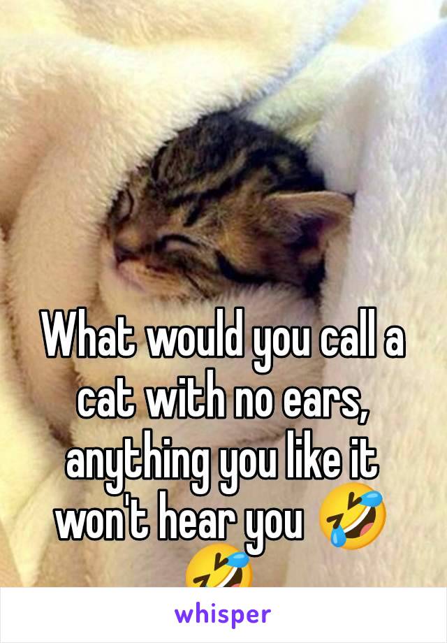 What would you call a cat with no ears, anything you like it won't hear you 🤣🤣.