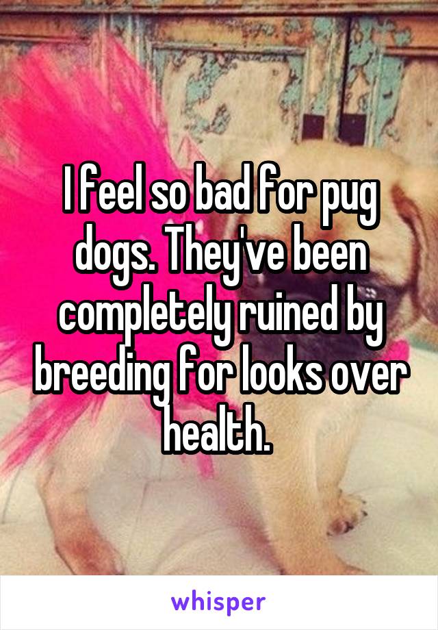 I feel so bad for pug dogs. They've been completely ruined by breeding for looks over health. 