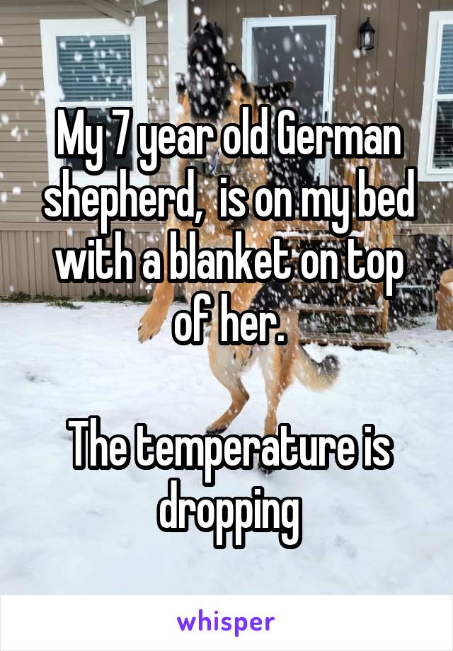 My 7 year old German shepherd,  is on my bed with a blanket on top of her.

The temperature is dropping