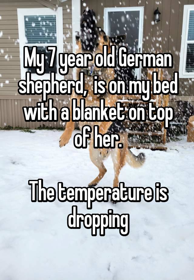 My 7 year old German shepherd,  is on my bed with a blanket on top of her.

The temperature is dropping