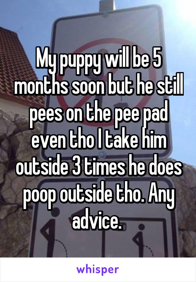 My puppy will be 5 months soon but he still pees on the pee pad even tho I take him outside 3 times he does poop outside tho. Any advice. 