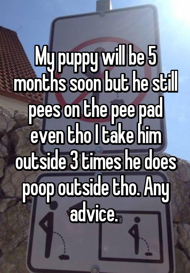 My puppy will be 5 months soon but he still pees on the pee pad even tho I take him outside 3 times he does poop outside tho. Any advice. 