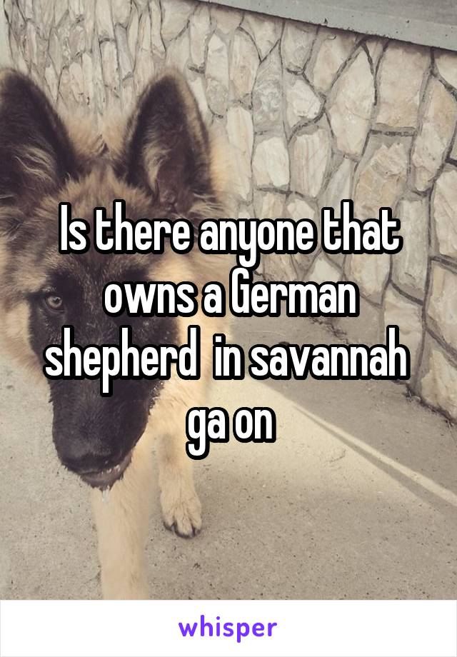 Is there anyone that owns a German shepherd  in savannah  ga on
