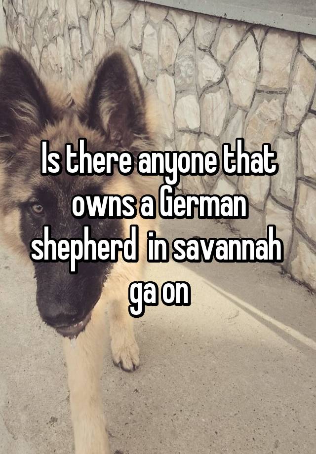 Is there anyone that owns a German shepherd  in savannah  ga on