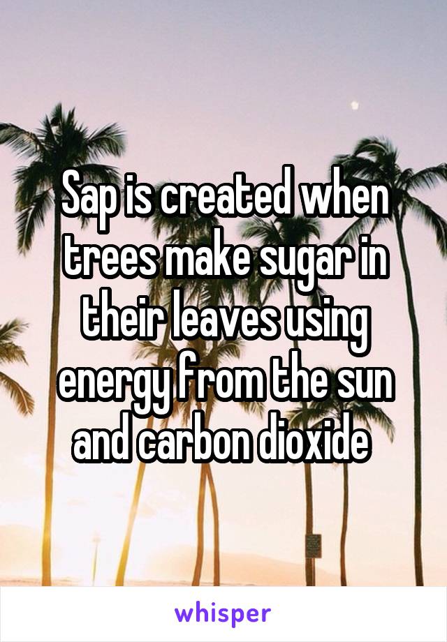 Sap is created when trees make sugar in their leaves using energy from the sun and carbon dioxide 