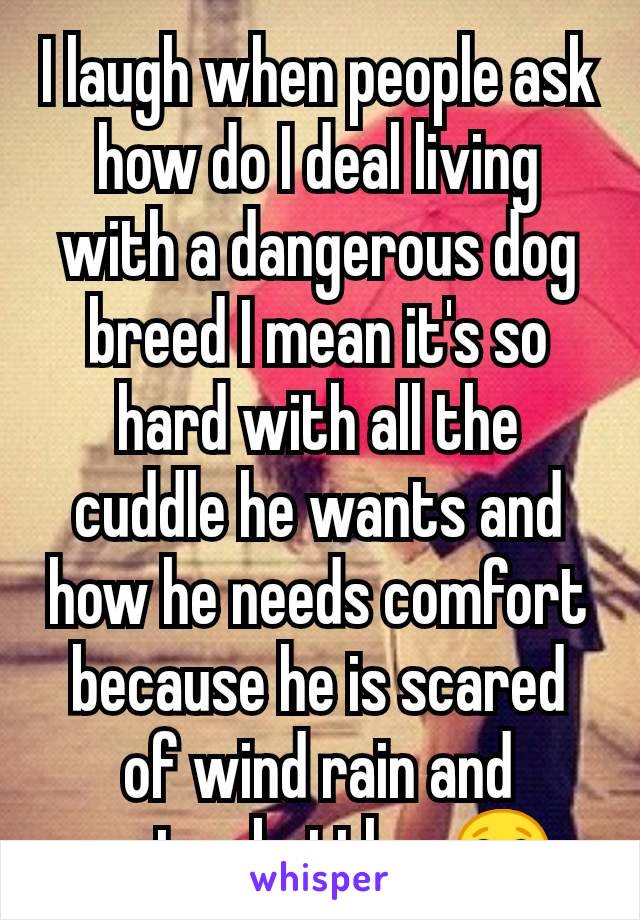 I laugh when people ask how do I deal living with a dangerous dog breed I mean it's so hard with all the cuddle he wants and how he needs comfort because he is scared of wind rain and water bottles 😂