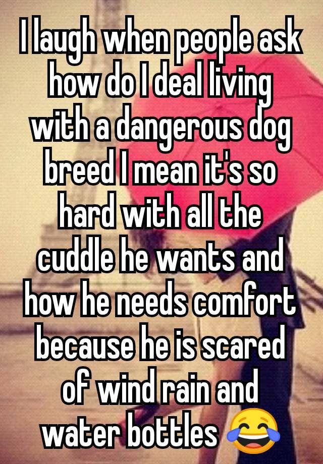 I laugh when people ask how do I deal living with a dangerous dog breed I mean it's so hard with all the cuddle he wants and how he needs comfort because he is scared of wind rain and water bottles 😂