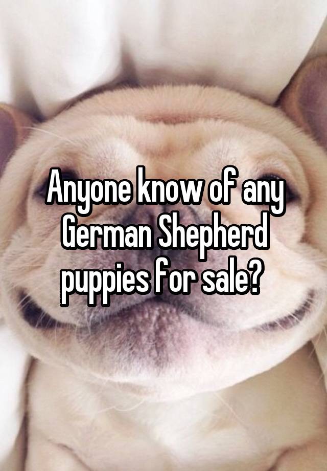 Anyone know of any German Shepherd puppies for sale? 