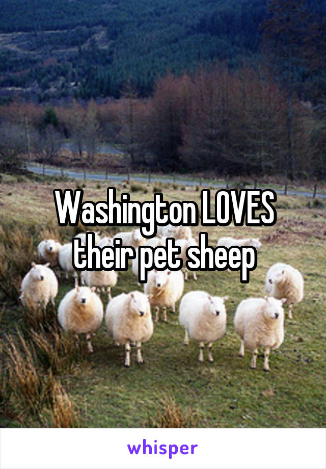 Washington LOVES their pet sheep