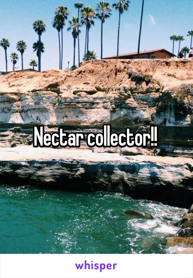 Nectar collector!! 