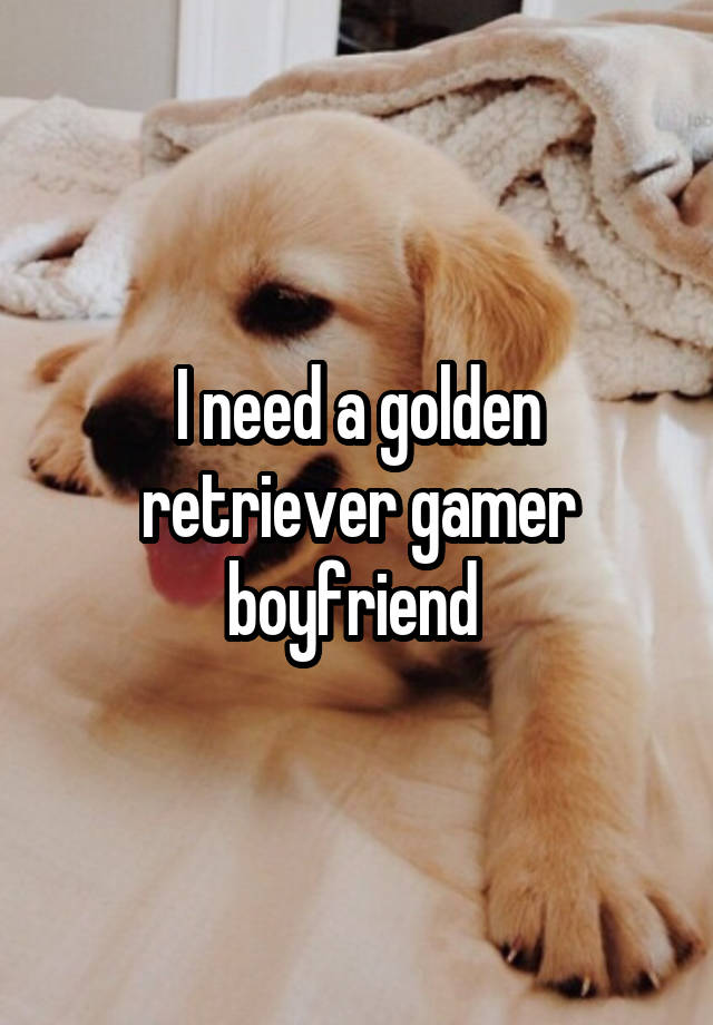 I need a golden retriever gamer boyfriend 