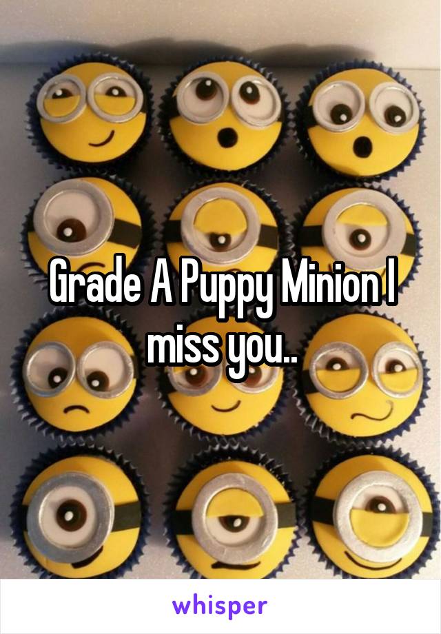 Grade A Puppy Minion I miss you..