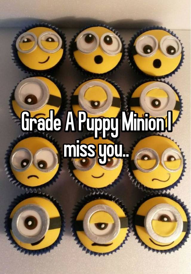 Grade A Puppy Minion I miss you..