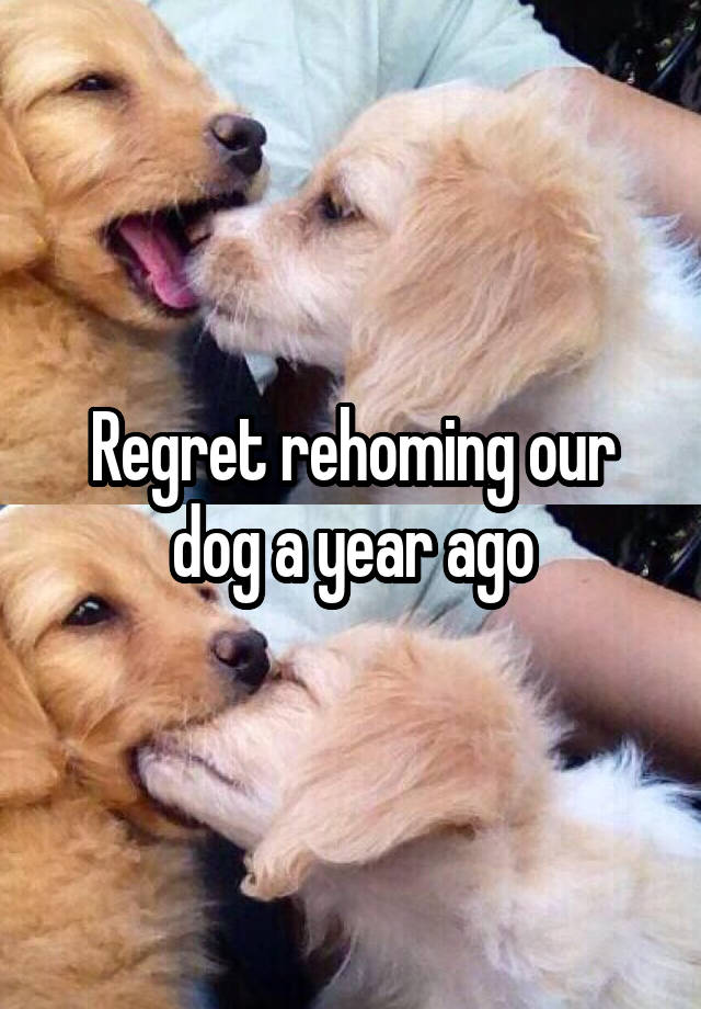 Regret rehoming our dog a year ago