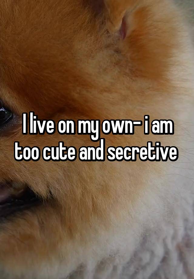 I live on my own- i am too cute and secretive 