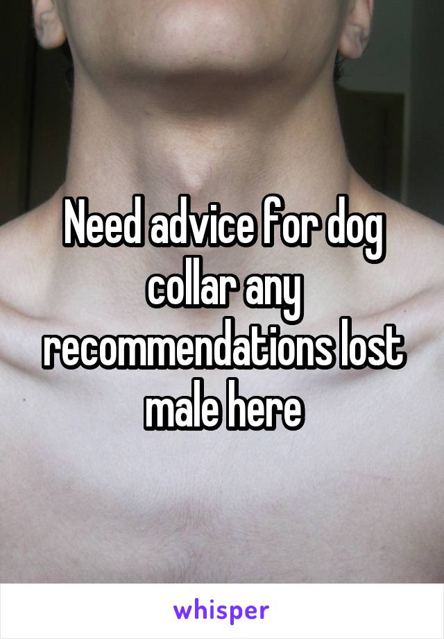 Need advice for dog collar any recommendations lost male here