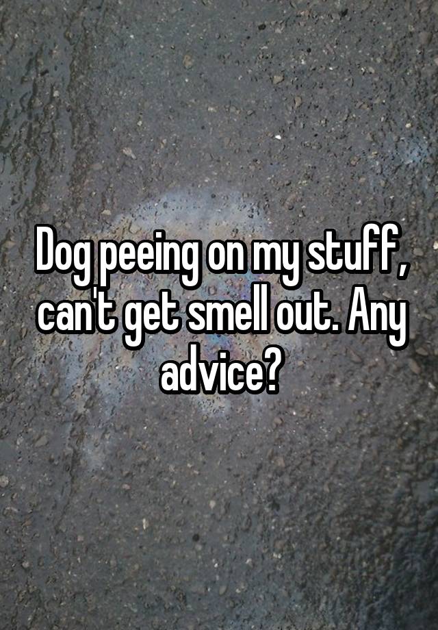 Dog peeing on my stuff, can't get smell out. Any advice?