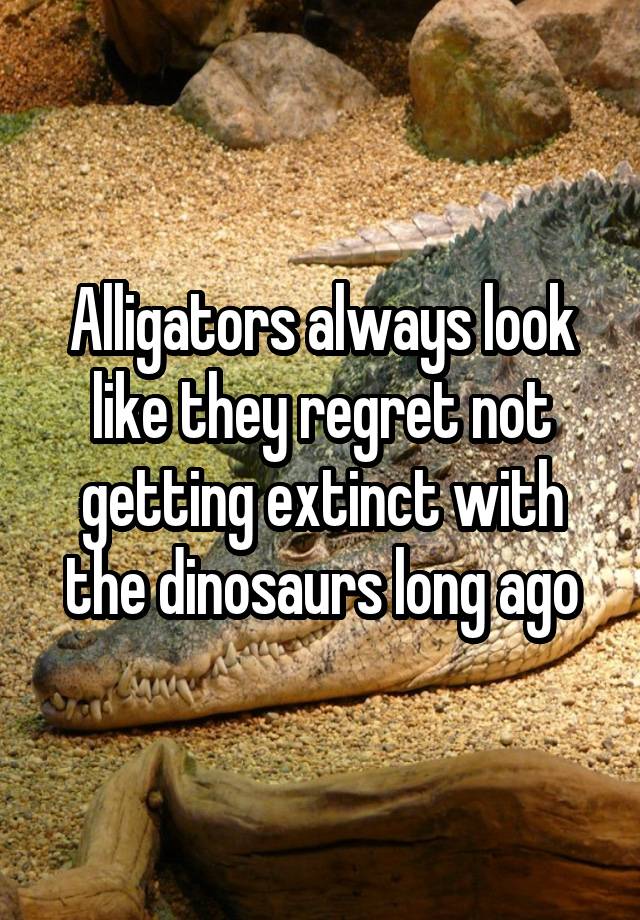 Alligators always look like they regret not getting extinct with the dinosaurs long ago