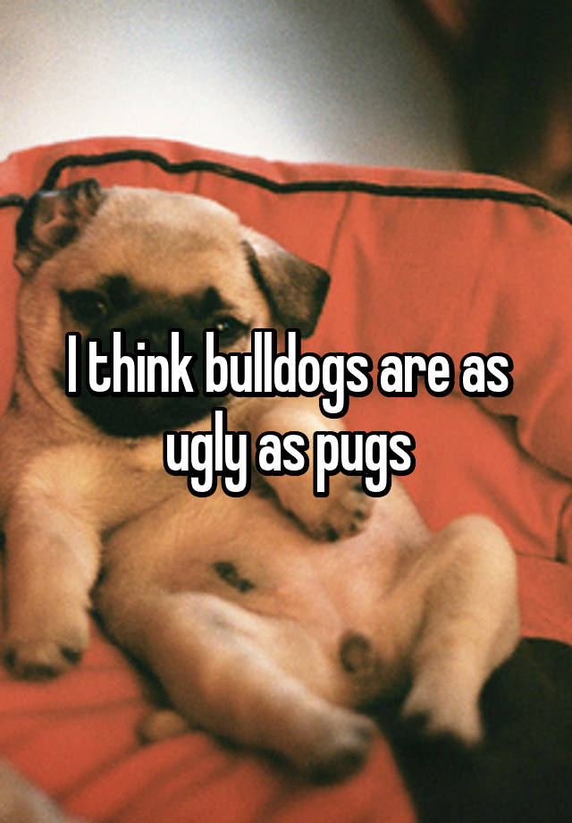 I think bulldogs are as ugly as pugs