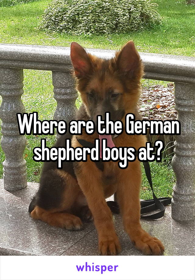Where are the German shepherd boys at?