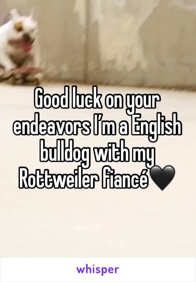 Good luck on your endeavors I’m a English bulldog with my Rottweiler fiancé🖤