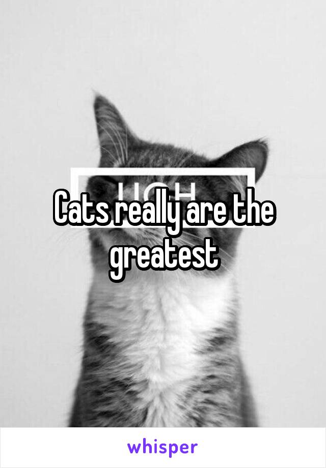 Cats really are the greatest