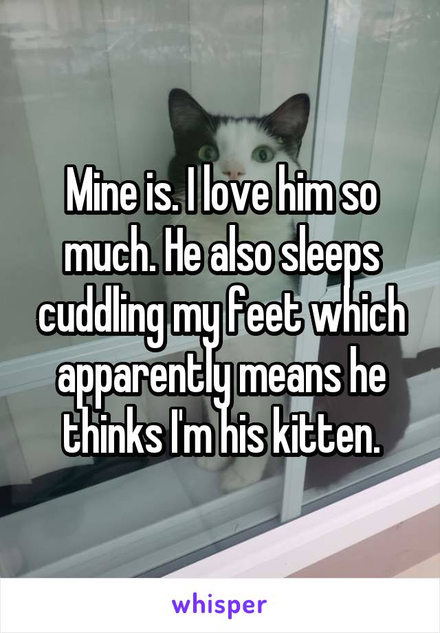 Mine is. I love him so much. He also sleeps cuddling my feet which apparently means he thinks I'm his kitten.