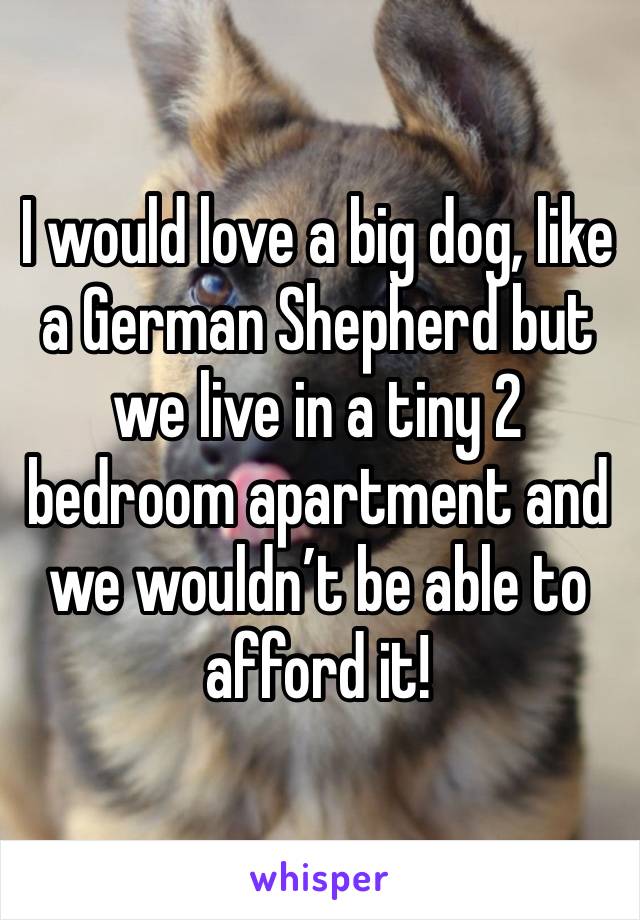 I would love a big dog, like a German Shepherd but we live in a tiny 2 bedroom apartment and we wouldn’t be able to afford it! 
