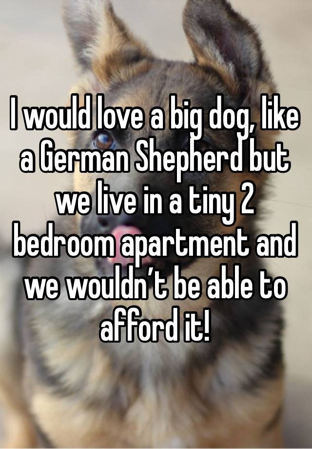 I would love a big dog, like a German Shepherd but we live in a tiny 2 bedroom apartment and we wouldn’t be able to afford it! 