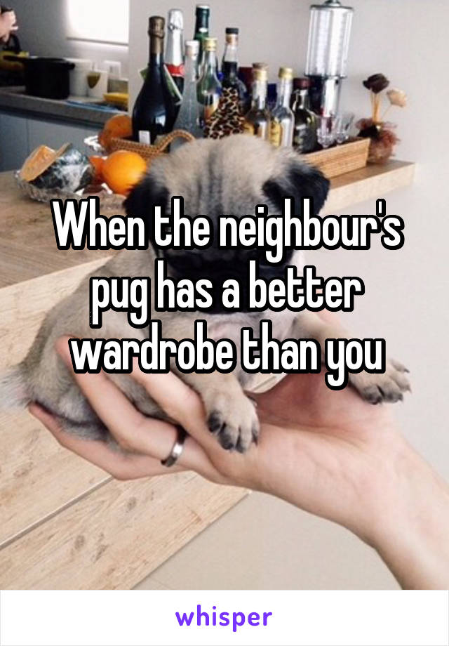 When the neighbour's pug has a better wardrobe than you
