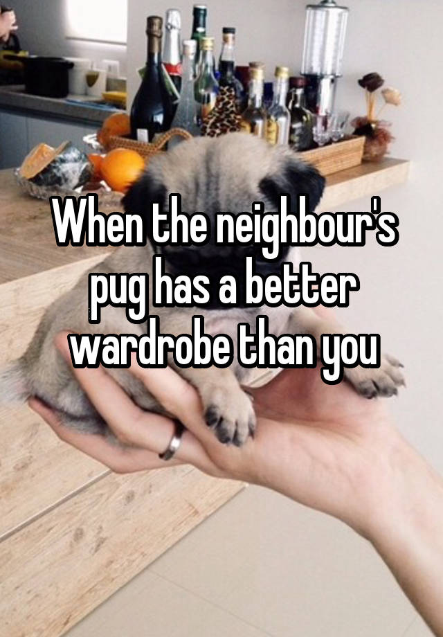 When the neighbour's pug has a better wardrobe than you
