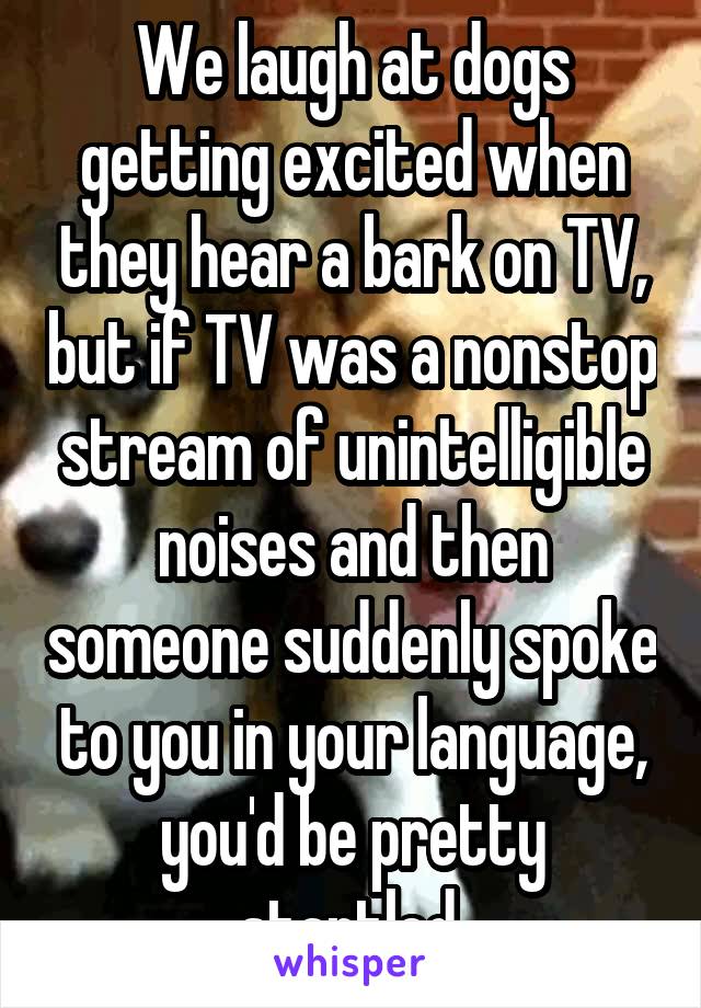 We laugh at dogs getting excited when they hear a bark on TV, but if TV was a nonstop stream of unintelligible noises and then someone suddenly spoke to you in your language, you'd be pretty startled.