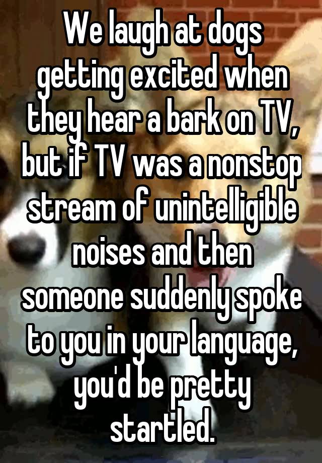 We laugh at dogs getting excited when they hear a bark on TV, but if TV was a nonstop stream of unintelligible noises and then someone suddenly spoke to you in your language, you'd be pretty startled.