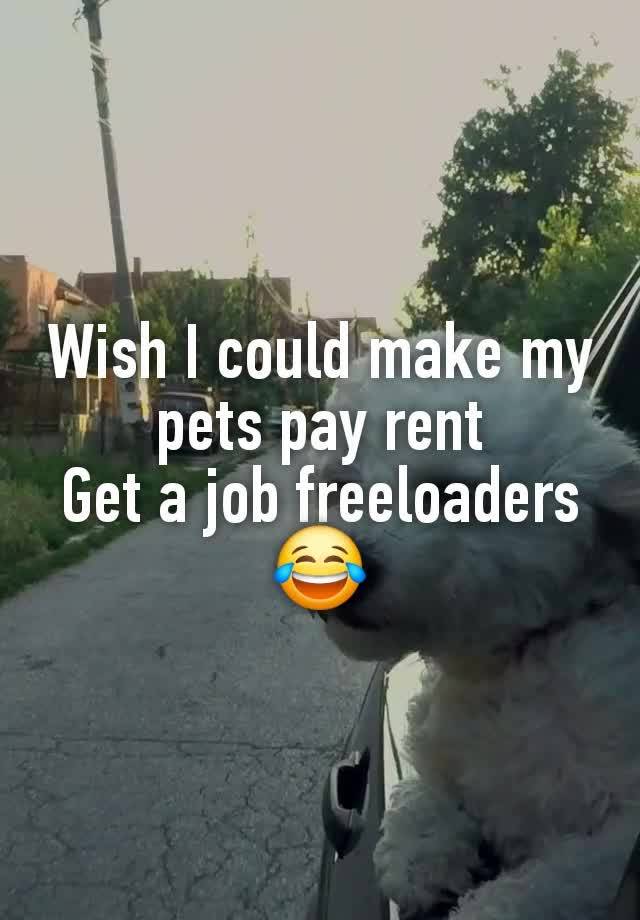 Wish I could make my pets pay rent
Get a job freeloaders 😂