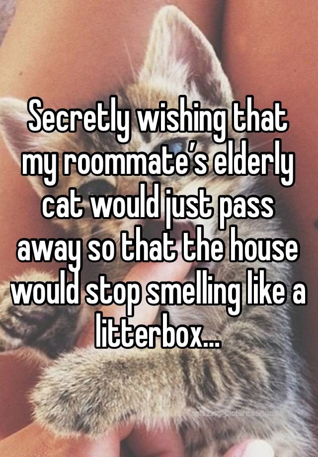 Secretly wishing that my roommate’s elderly cat would just pass away so that the house would stop smelling like a litterbox…