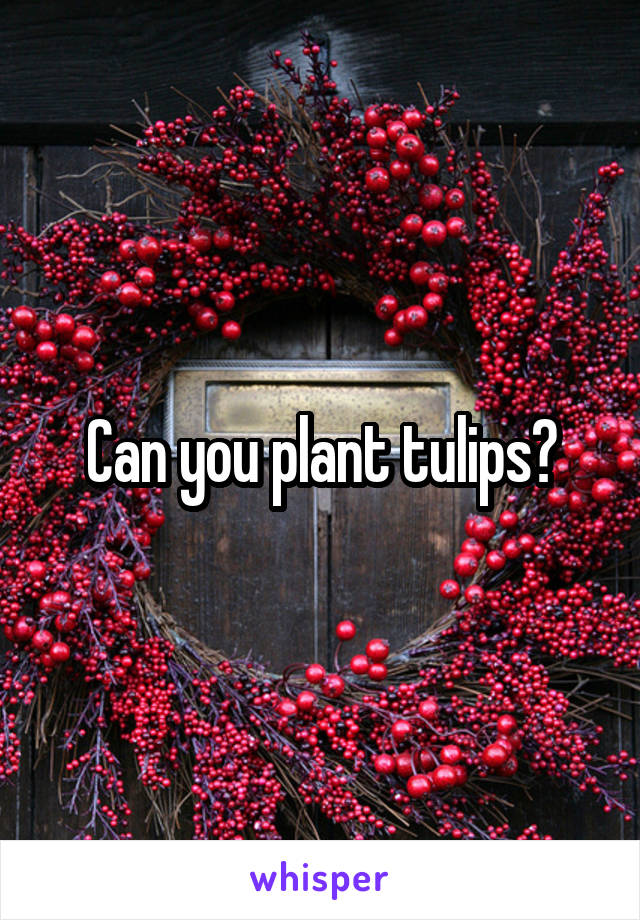 Can you plant tulips?